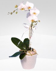 1 dall orkide saks iei  Ankara Akyurt online ieki , iek siparii 