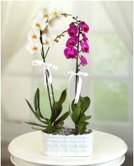 1 dal beyaz 1 dal mor yerli orkide saksda  Ankara Akyurt iek servisi , ieki adresleri 