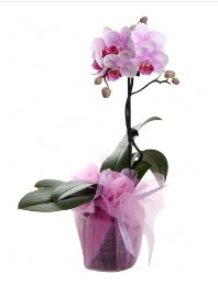 1 dal pembe orkide saks iei  Ankara Akyurt kaliteli taze ve ucuz iekler 