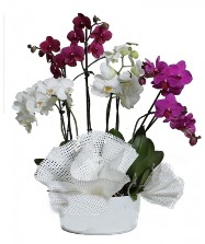 4 dal mor orkide 2 dal beyaz orkide  Ankara Akyurt anneler gn iek yolla 