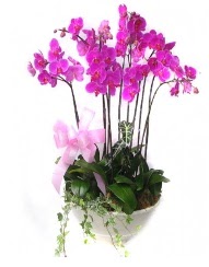 9 dal orkide saks iei  Ankara Akyurt gvenli kaliteli hzl iek 