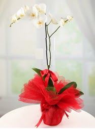 1 dal beyaz orkide saks iei  Ankara Akyurt yurtii ve yurtd iek siparii 