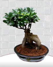 saks iei japon aac bonsai  Ankara Akyurt kaliteli taze ve ucuz iekler 