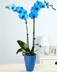 Esiz bir hediye 2 dall mavi orkide  Ankara Akyurt cicekciler , cicek siparisi 