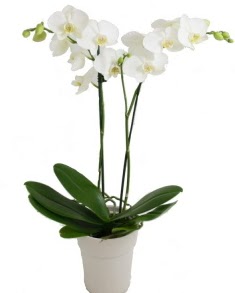 2 dall beyaz orkide  Ankara Akyurt uluslararas iek gnderme 