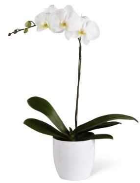 1 dall beyaz orkide  Ankara Akyurt 14 ubat sevgililer gn iek 