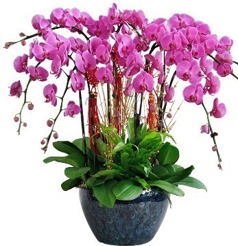 9 dall mor orkide  Ankara Akyurt 14 ubat sevgililer gn iek 