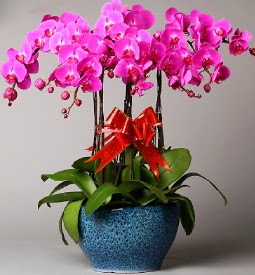 7 dall mor orkide  Ankara Akyurt iek online iek siparii 