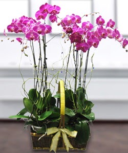 4 dall mor orkide  Ankara Akyurt gvenli kaliteli hzl iek 