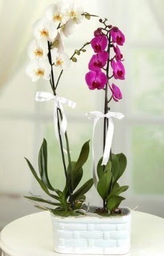 1 mor 1 dal beyaz thal orkide sepet ierisinde  Ankara Akyurt iek maazas , ieki adresleri 