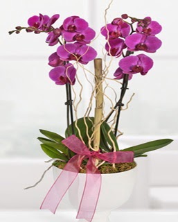 2 dall nmor orkide  Ankara Akyurt anneler gn iek yolla 