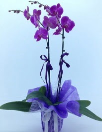 2 dall mor orkide  Ankara Akyurt kaliteli taze ve ucuz iekler 