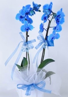 2 dall mavi orkide  Ankara Akyurt internetten iek sat 