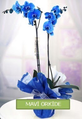 2 dall mavi orkide  Ankara Akyurt iekiler 