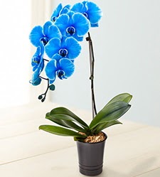 1 dall sper esiz mavi orkide  Ankara Akyurt iek maazas , ieki adresleri 