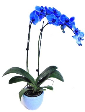 Seramikli 2 dall sper esiz mavi orkide  Ankara Akyurt iek servisi , ieki adresleri 