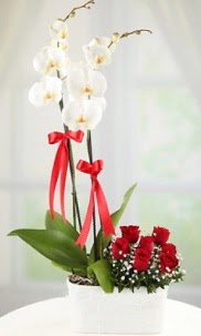 2 dall beyaz orkide ve 7 krmz gl  Ankara Akyurt nternetten iek siparii 