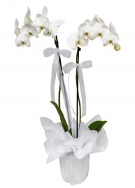 2 dall beyaz orkide  Ankara Akyurt gvenli kaliteli hzl iek 