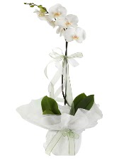 1 dal beyaz orkide iei  Ankara Akyurt iek siparii vermek 