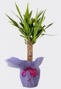 Yucca Tekli i mekan saks bitkisi  Ankara Akyurt internetten iek siparii 
