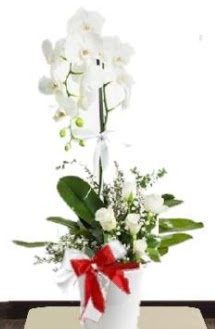 Tek dall beyaz orkide 5 beyaz gl  Ankara Akyurt iek siparii sitesi 
