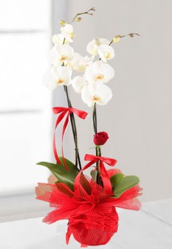 2 dall beyaz orkide ve 1 adet krmz gl  Ankara Akyurt anneler gn iek yolla  