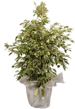 Orta boy alaca benjamin bitkisi  Ankara Akyurt internetten iek sat 