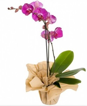 Tek dal mor orkide  Ankara Akyurt iek gnderme sitemiz gvenlidir 
