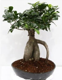 5 yanda japon aac bonsai bitkisi  Ankara Akyurt internetten iek sat 