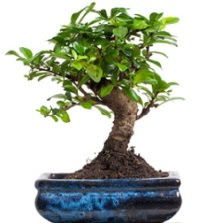 5 yanda japon aac bonsai bitkisi  Ankara Akyurt iek sat 