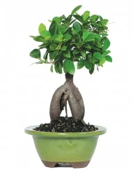 5 yanda japon aac bonsai bitkisi  Ankara Akyurt cicek , cicekci 