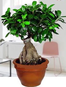 5 yanda japon aac bonsai bitkisi  Ankara Akyurt online iek gnderme sipari 
