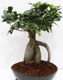 Japon aac bonsai saks bitkisi  Ankara Akyurt iek yolla 