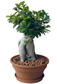Japon aac bonsai saks bitkisi  Ankara Akyurt iek gnderme 