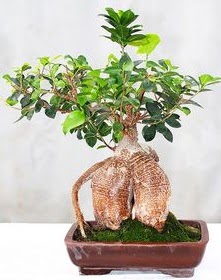 Japon aac bonsai saks bitkisi  Ankara Akyurt ucuz iek gnder 