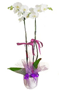 2 dall beyaz orkide sat  Ankara Akyurt iek sat 