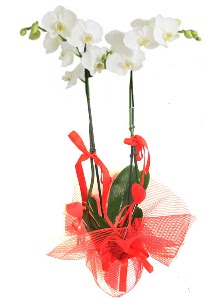2 dall beyaz orkide bitkisi  Ankara Akyurt uluslararas iek gnderme 