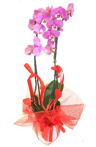 2 dall mor orkide bitkisi  Ankara Akyurt iek sat 