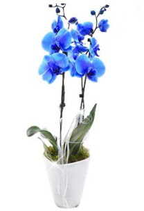 2 dall AILI mavi orkide  Ankara Akyurt iek sat 