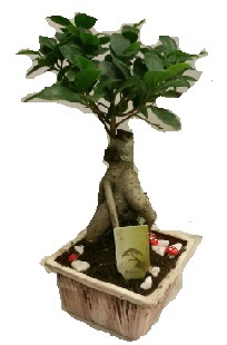 Japon aac bonsai seramik saks  Ankara Akyurt iek maazas , ieki adresleri 