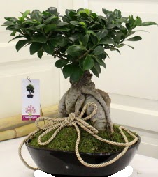 Japon aac bonsai sat  Ankara Akyurt iek servisi , ieki adresleri 