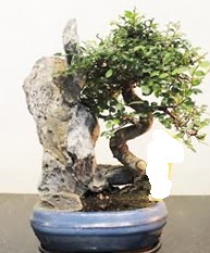 Japon aac bonsai saks bitkisi sat  Ankara Akyurt internetten iek sat 