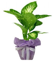 80 cm Byk boy Tropik saks bitkisi  Ankara Akyurt anneler gn iek yolla 