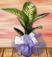 Orta boy Tropik saks bitkisi orta boy 65 cm  Ankara Akyurt iek servisi , ieki adresleri 
