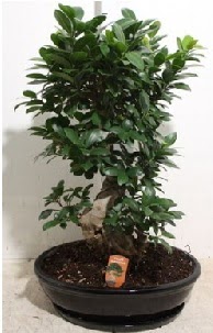 75 CM Ginseng bonsai Japon aac  Ankara Akyurt nternetten iek siparii 
