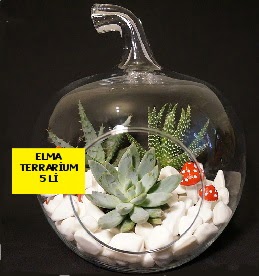 5 kaktsl Elma terrarium orta boy  Ankara Akyurt online iek gnderme sipari 