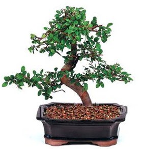 thal bonsai japon aac  Ankara Akyurt iek siparii sitesi 