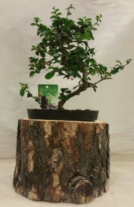 Doal ktk iinde bonsai japon aac  Ankara Akyurt hediye iek yolla 