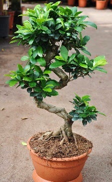 Orta boy bonsai saks bitkisi  Ankara Akyurt internetten iek siparii 