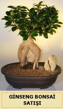 thal Ginseng bonsai sat japon aac  Ankara Akyurt iek siparii sitesi 